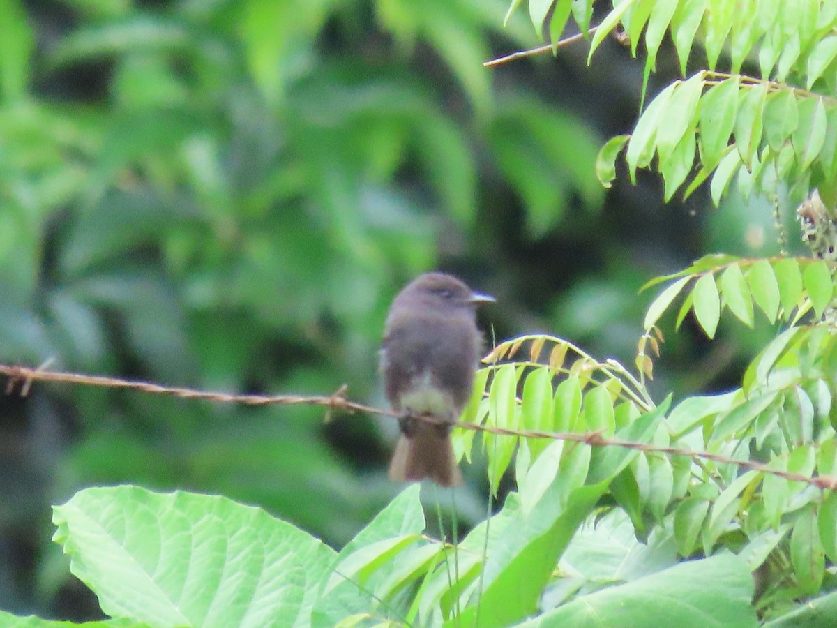 ハイイロヒタキモドキ - ML643542109