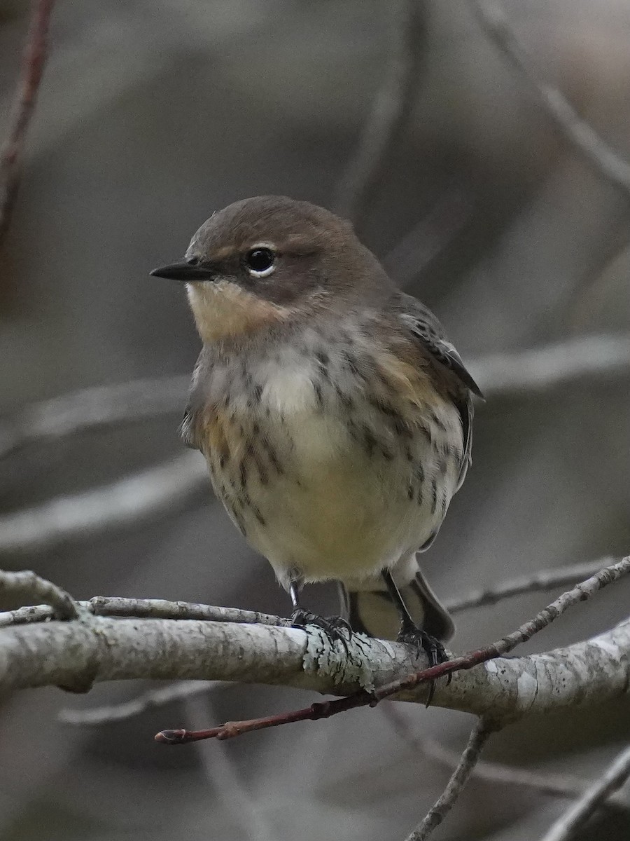Yellow-rumped Warbler - ML643542110