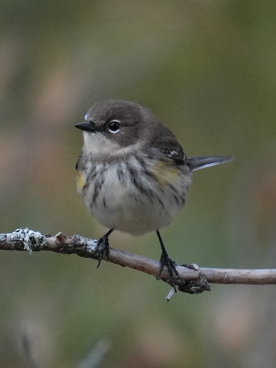 Yellow-rumped Warbler - ML643542111