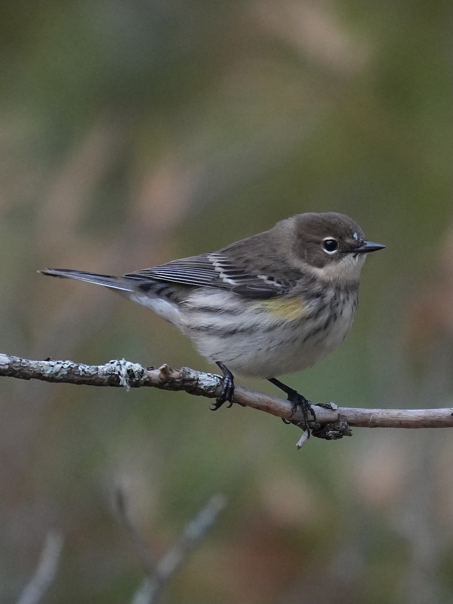 Yellow-rumped Warbler - ML643542112