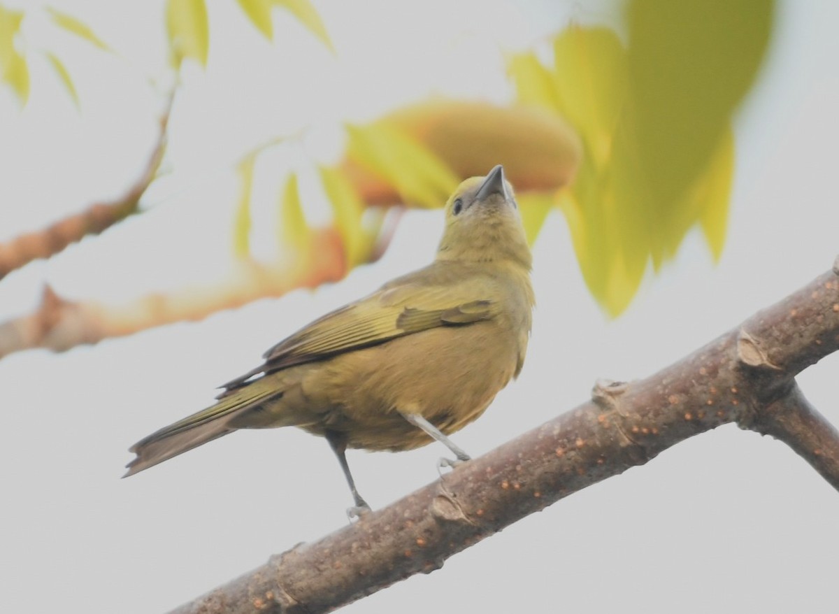 Palm Tanager - ML643542118