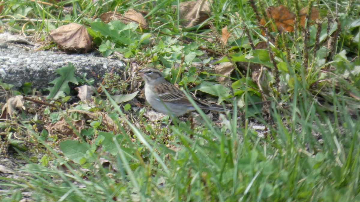 Chipping Sparrow - ML643542125