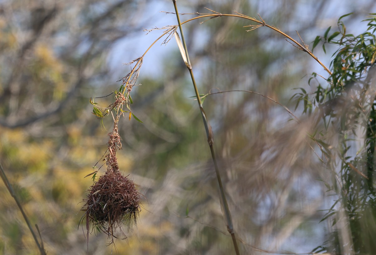 Holub's Golden-Weaver - ML643542126