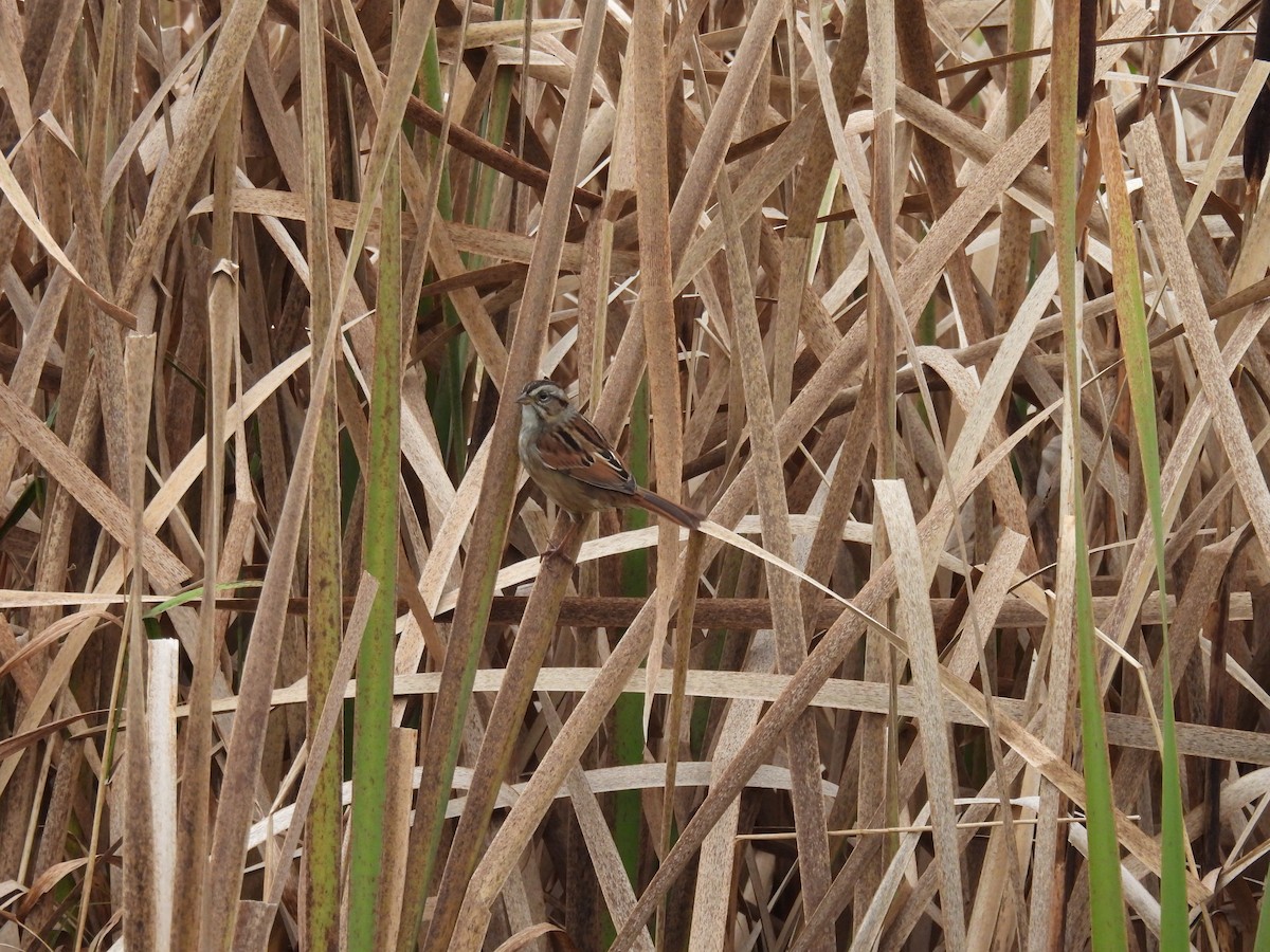 Swamp Sparrow - ML643542131