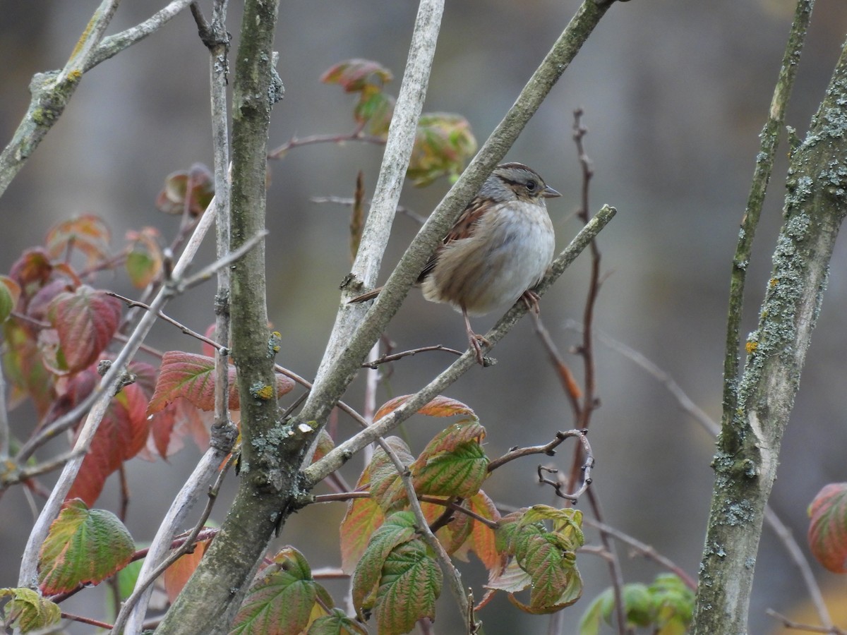 Swamp Sparrow - ML643542132