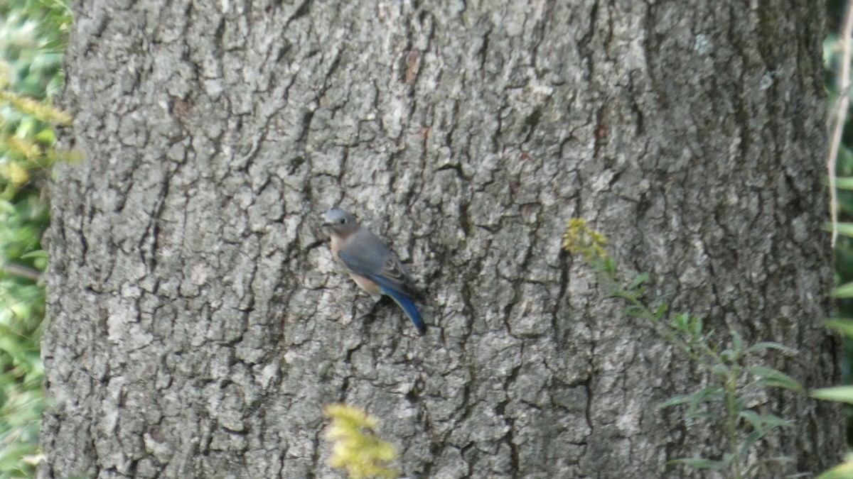 Eastern Bluebird - ML643542149
