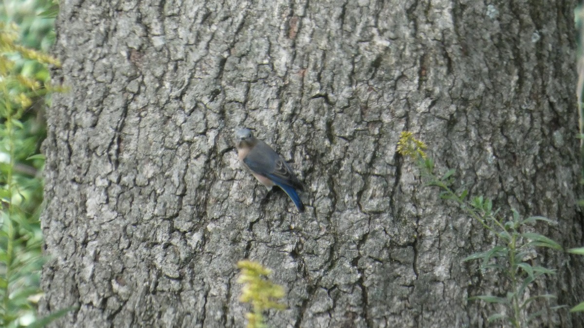 Eastern Bluebird - ML643542150