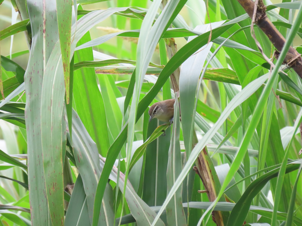 Isthmian Wren - ML643542152