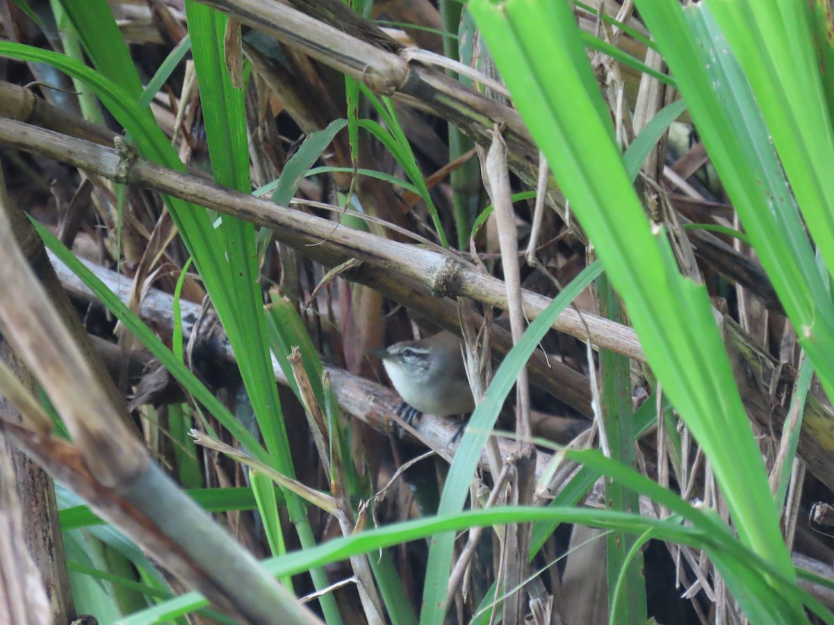 Isthmian Wren - ML643542153