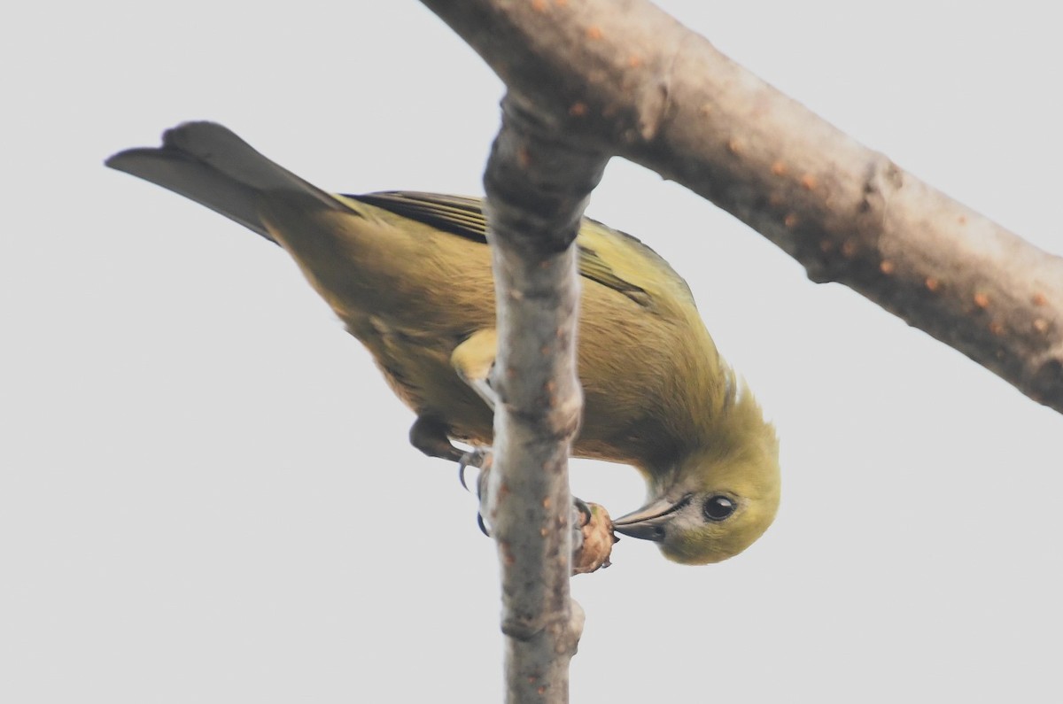 Palm Tanager - ML643542154