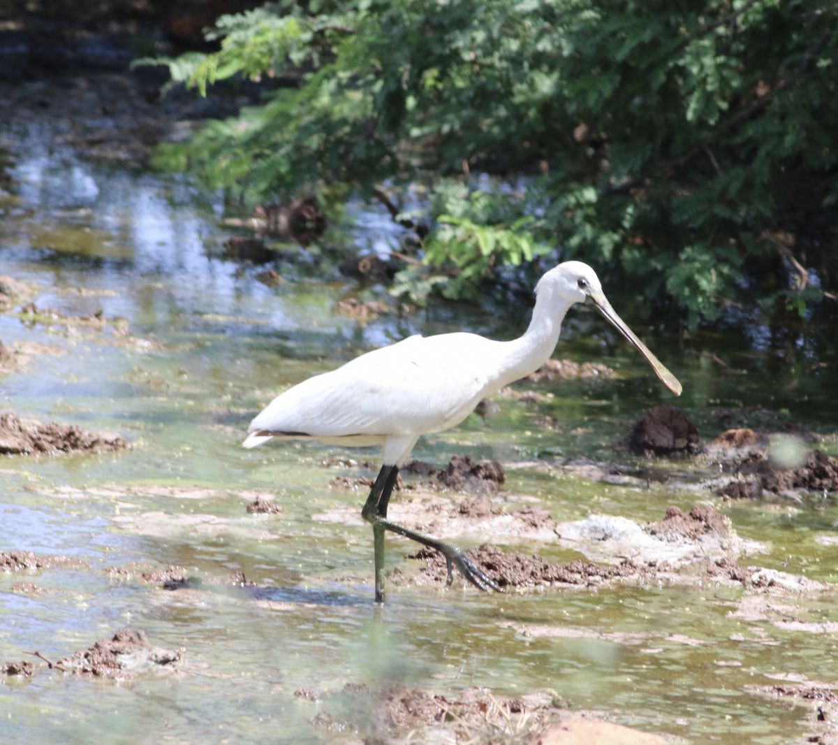 Eurasian Spoonbill - ML643542163
