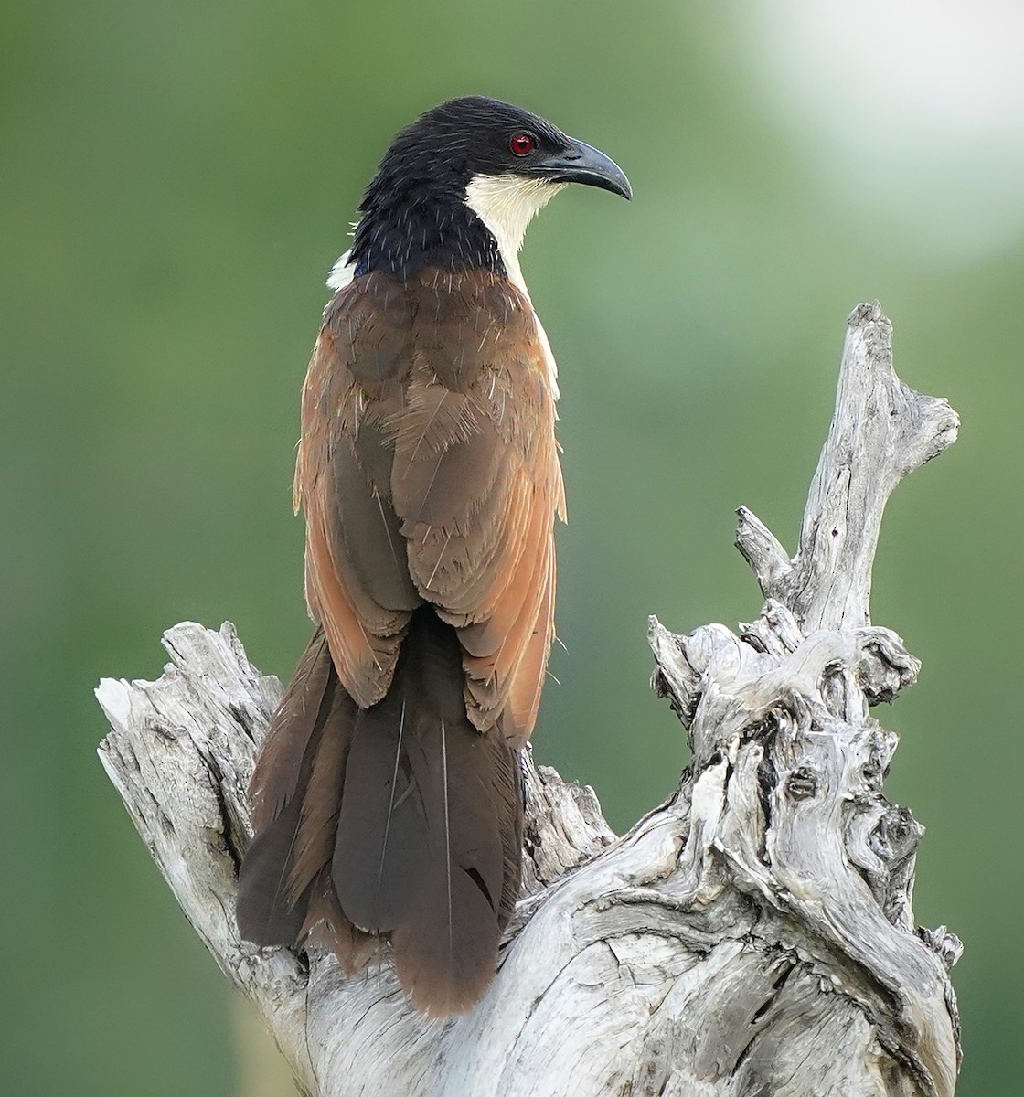 Coppery-tailed Coucal - ML643542165