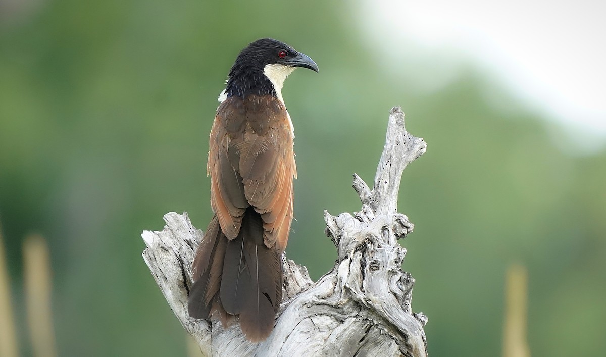 Coppery-tailed Coucal - ML643542167
