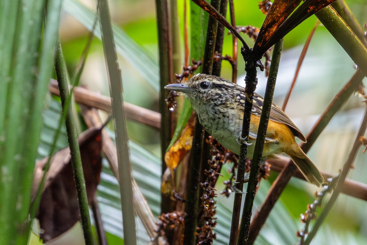 Peruvian Warbling-Antbird - ML643542186