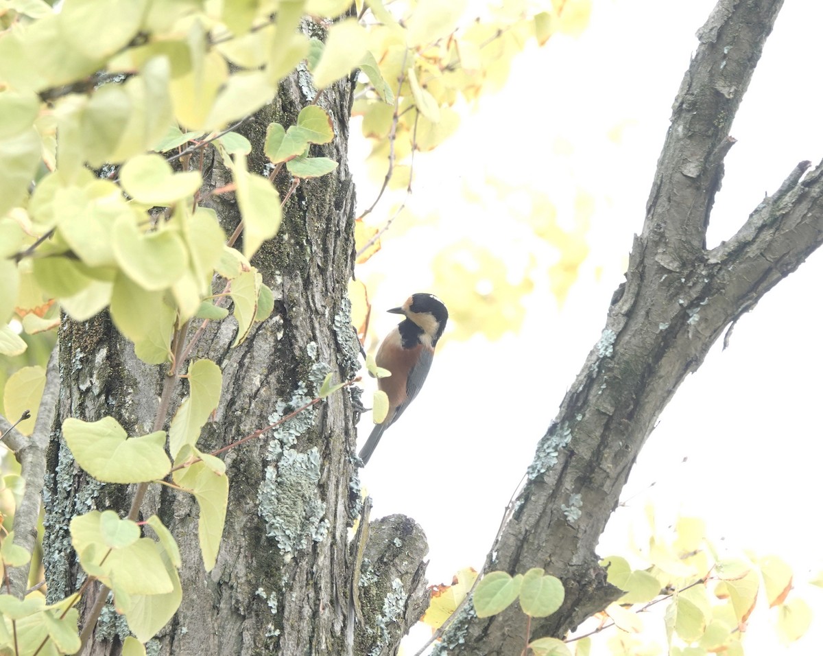 Varied Tit - ML643542187