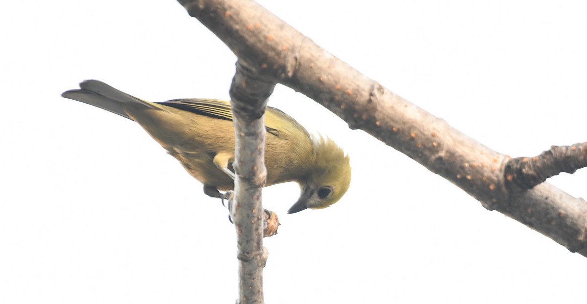 Palm Tanager - ML643542191