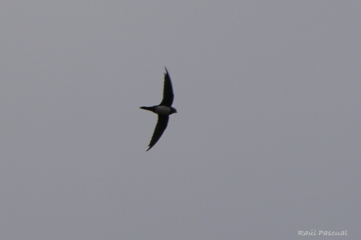 シロハラアマツバメ - ML643542195