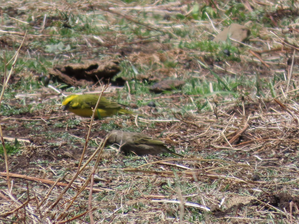 Sarı İskete - ML643542196