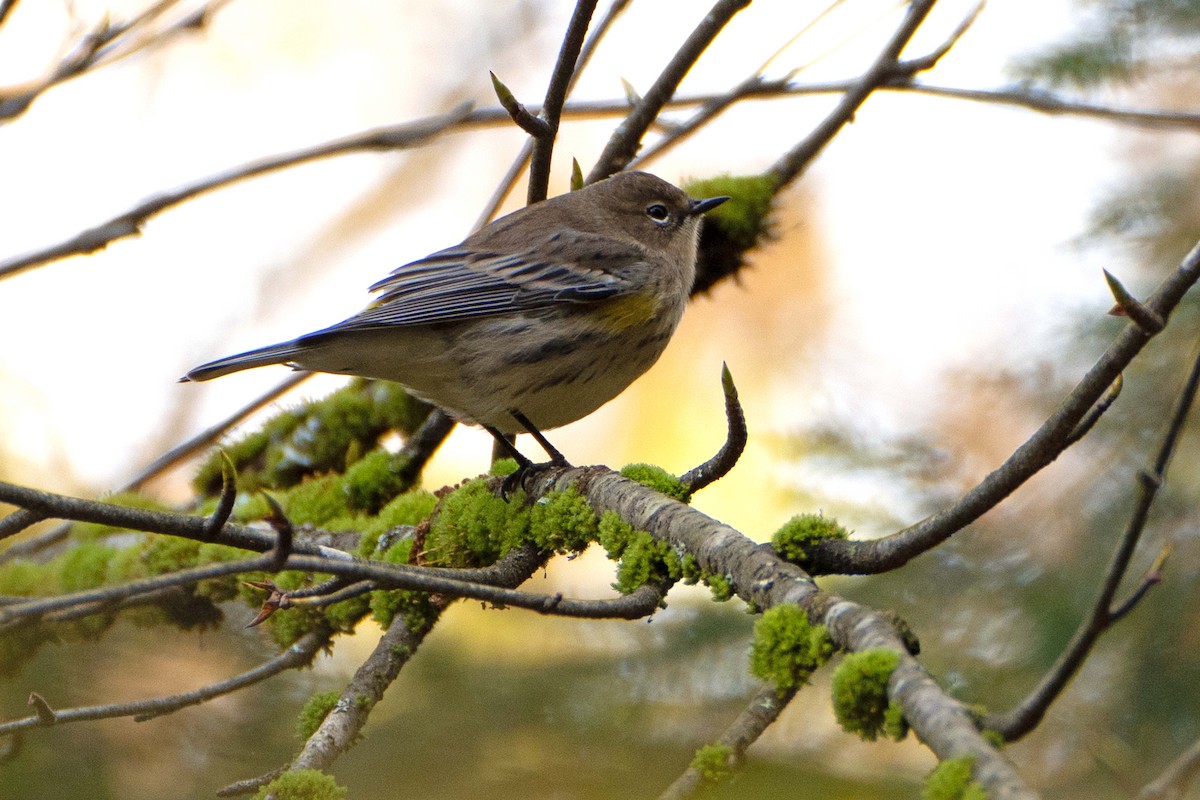 Yellow-rumped Warbler (Myrtle) - ML643542205