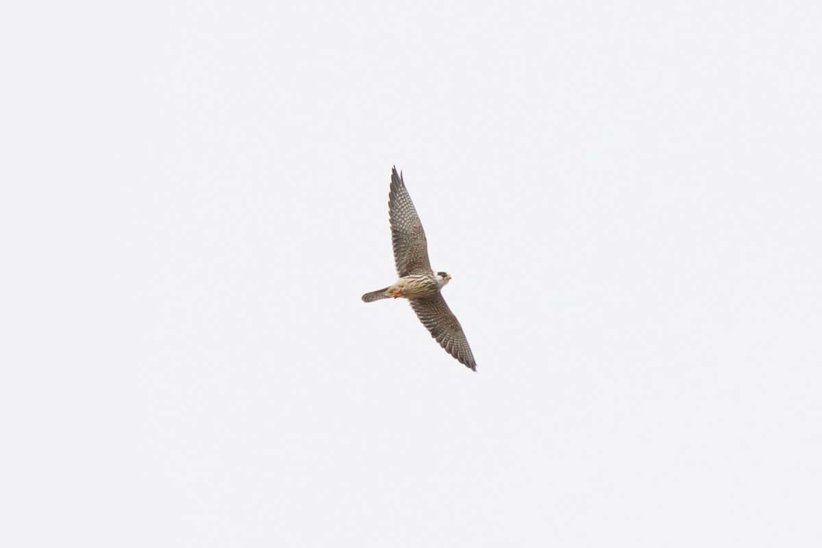 Red-footed Falcon - ML643542223