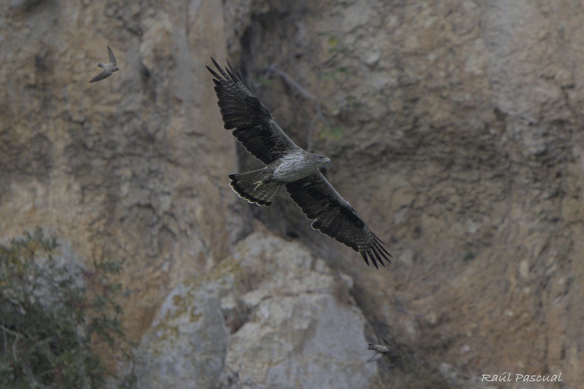 Bonelli's Eagle - ML643542224