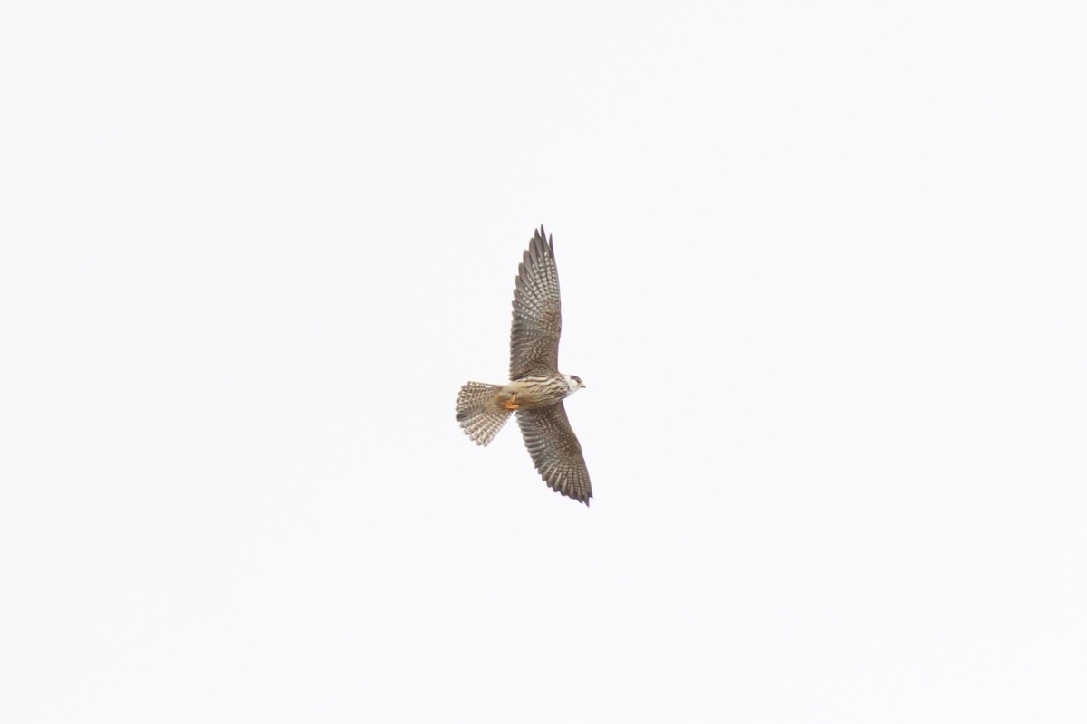 Red-footed Falcon - ML643542227