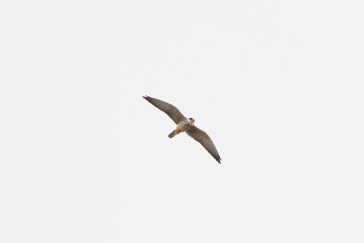 Red-footed Falcon - ML643542233