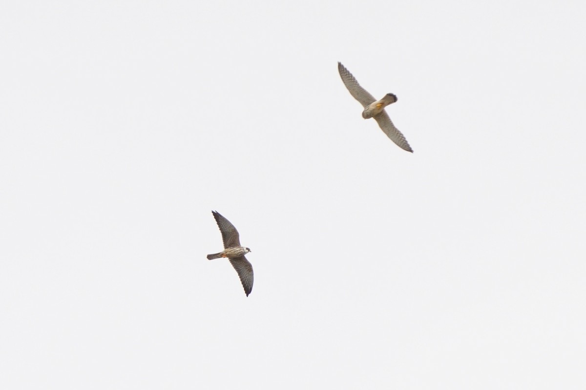 Red-footed Falcon - ML643542237