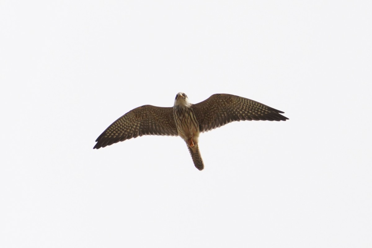 Red-footed Falcon - ML643542239
