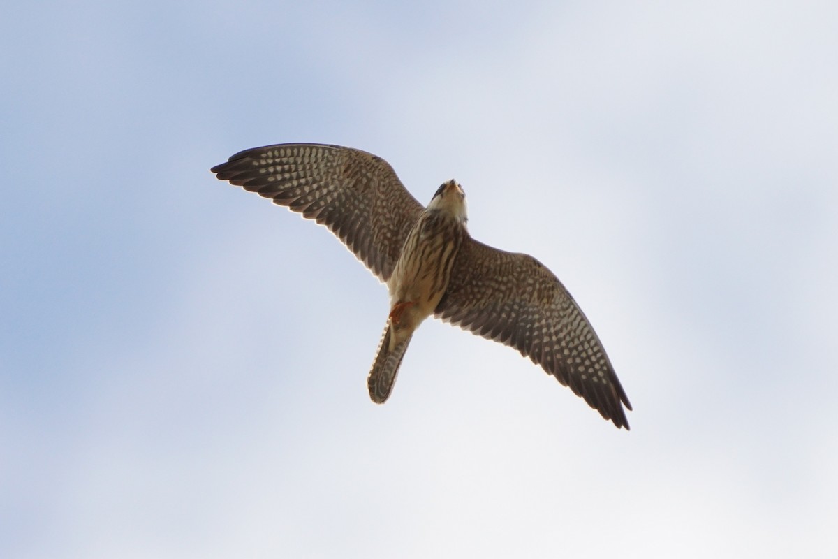 Red-footed Falcon - ML643542240