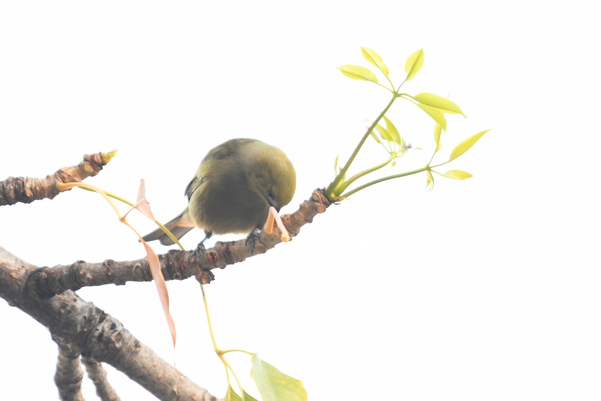 Palm Tanager - ML643542242