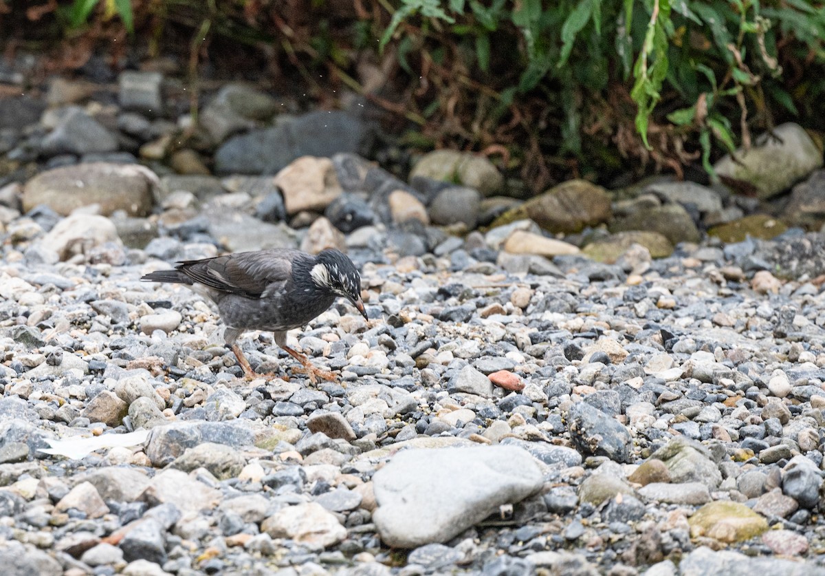 Étourneau gris - ML643542243