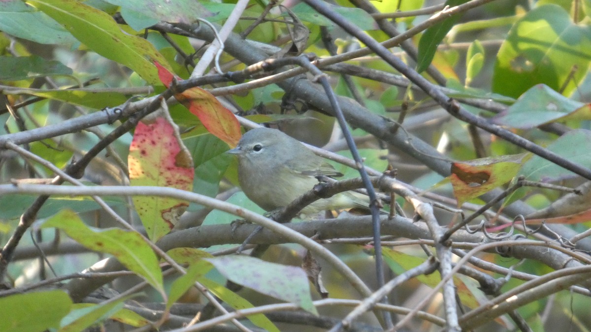 Orange-crowned Warbler - ML643542247