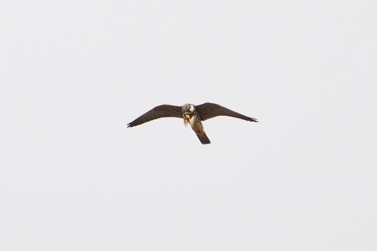 ostříž lesní - ML643542253