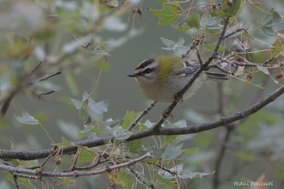 Common Firecrest - ML643542260