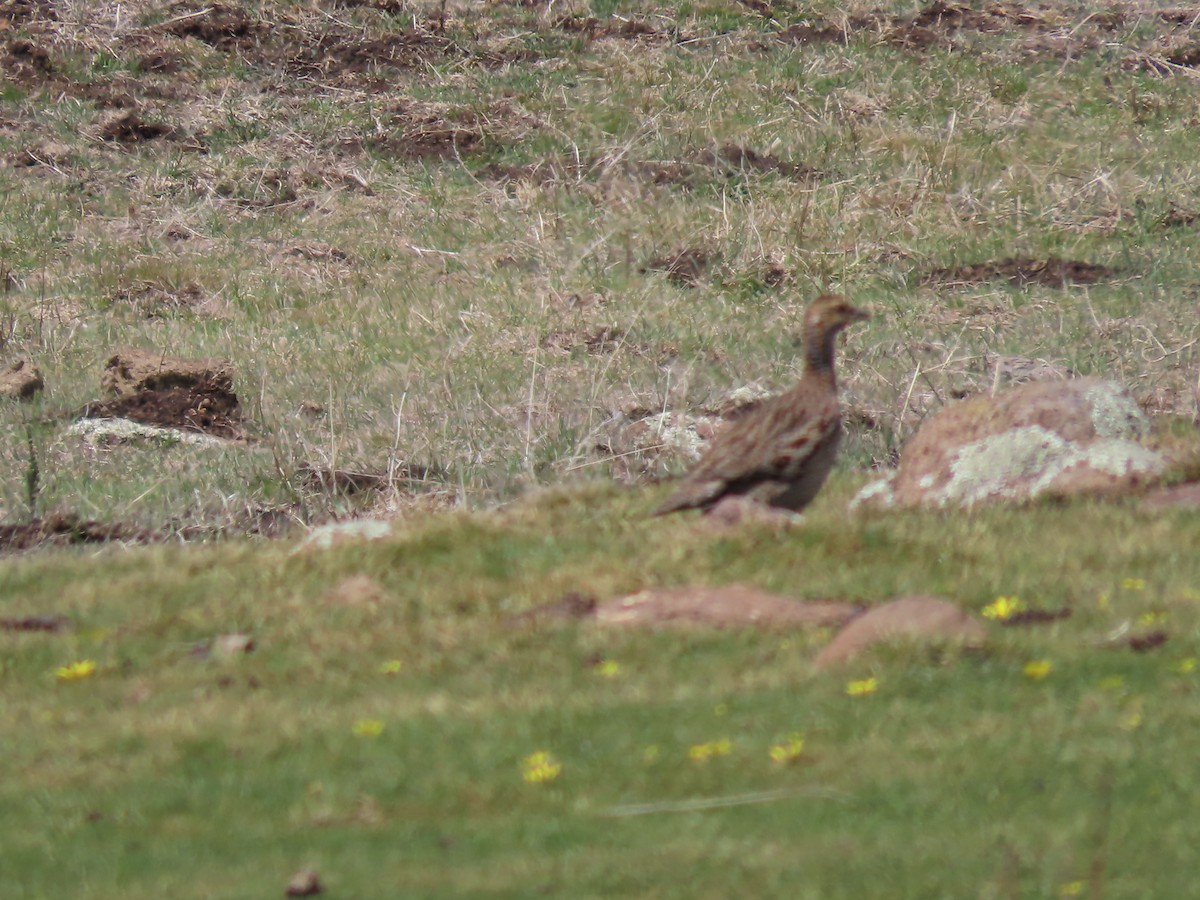 Gray-winged Francolin - ML643542261