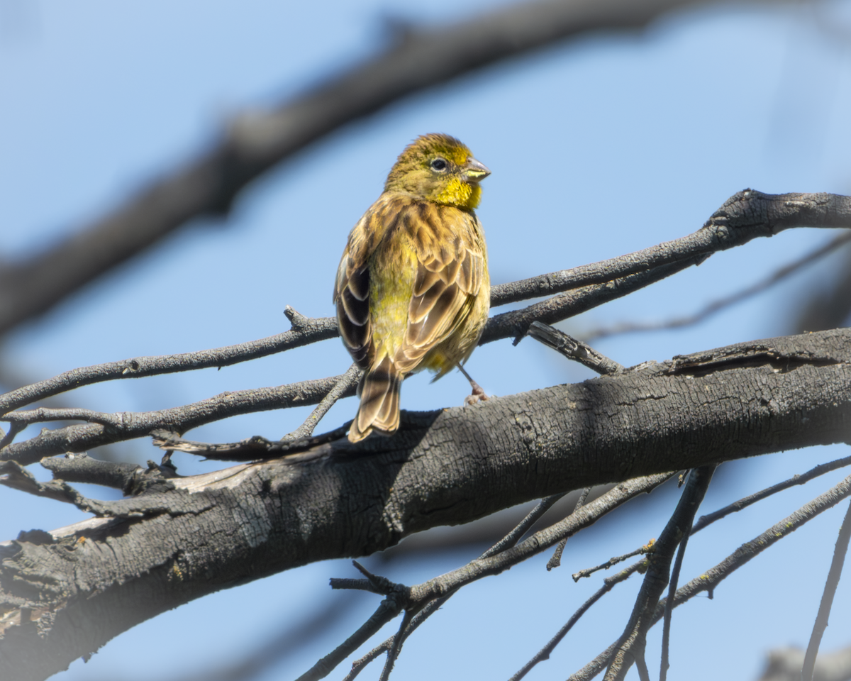 Grassland Yellow-Finch - ML643542262