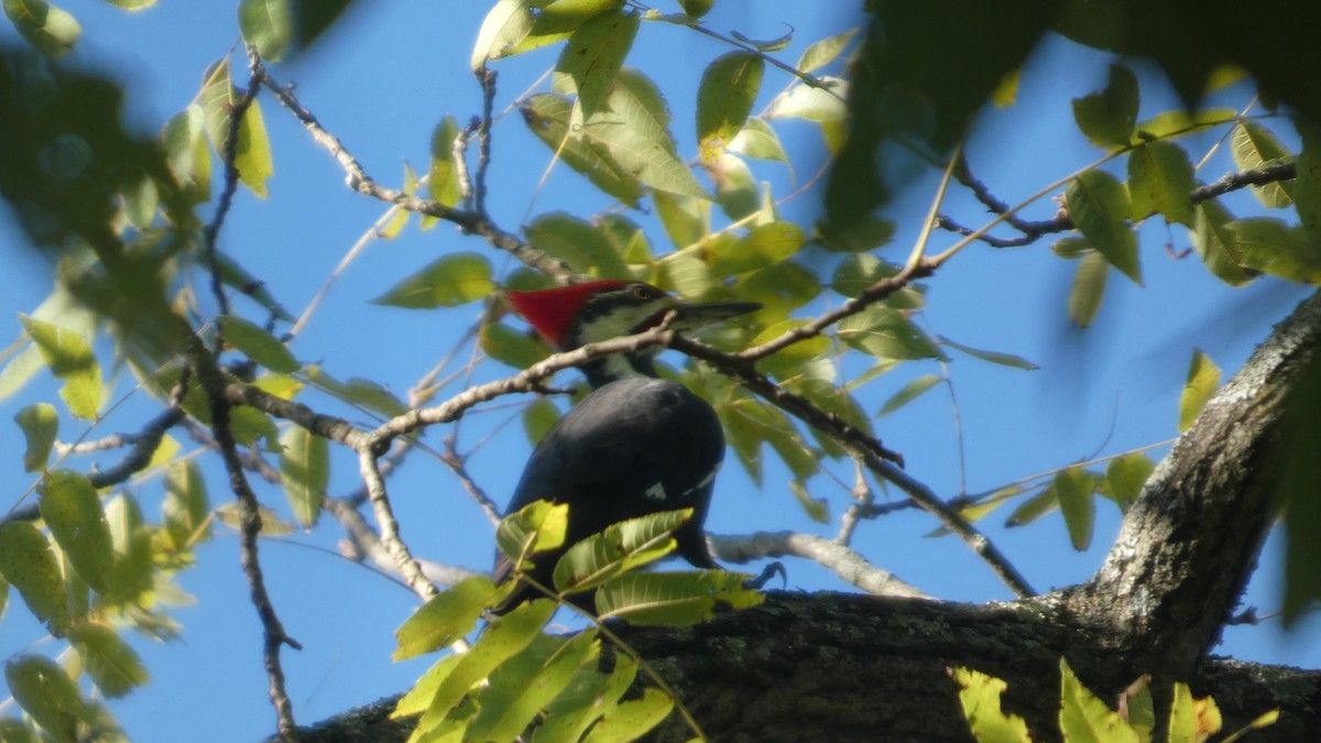 Pileated Woodpecker - ML643542265
