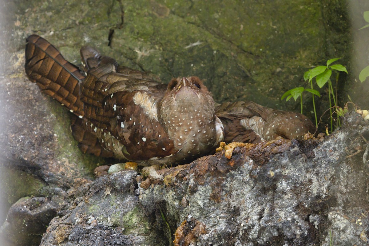 fettfugl - ML643542267