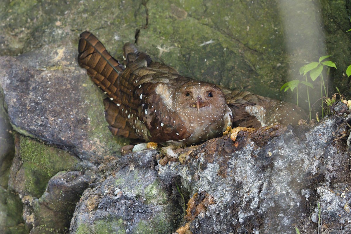 fettfugl - ML643542268