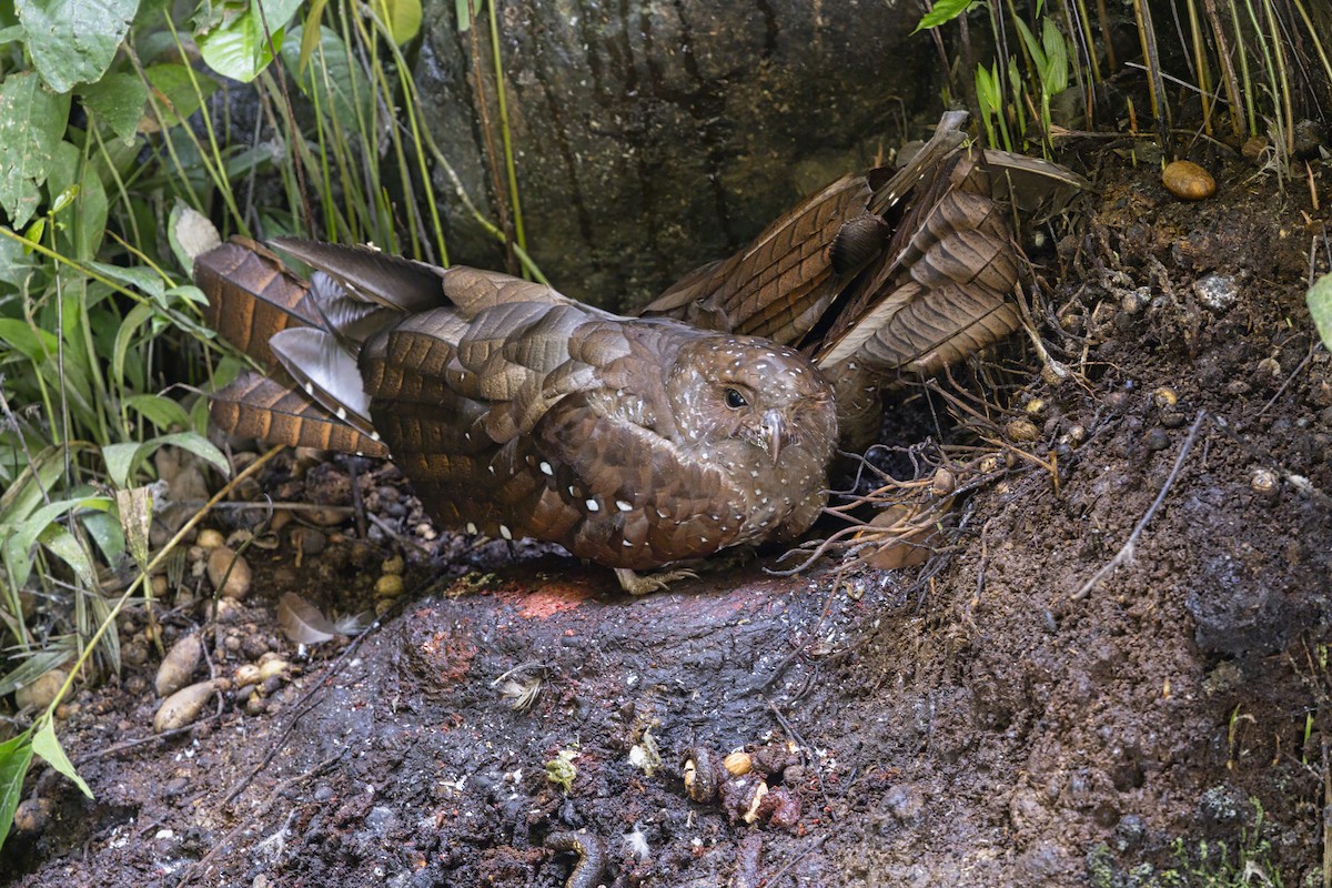 fettfugl - ML643542269