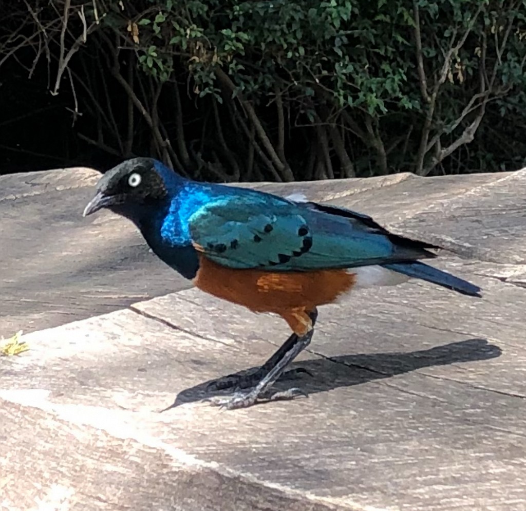 Superb Starling - ML643542270