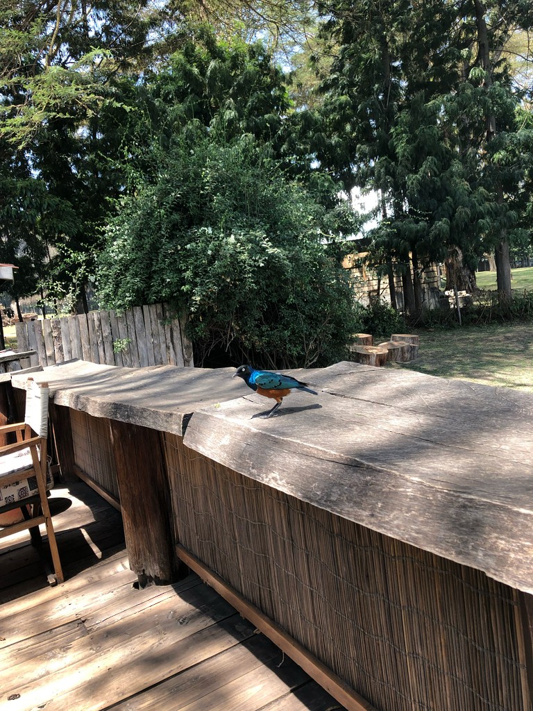 Superb Starling - ML643542271