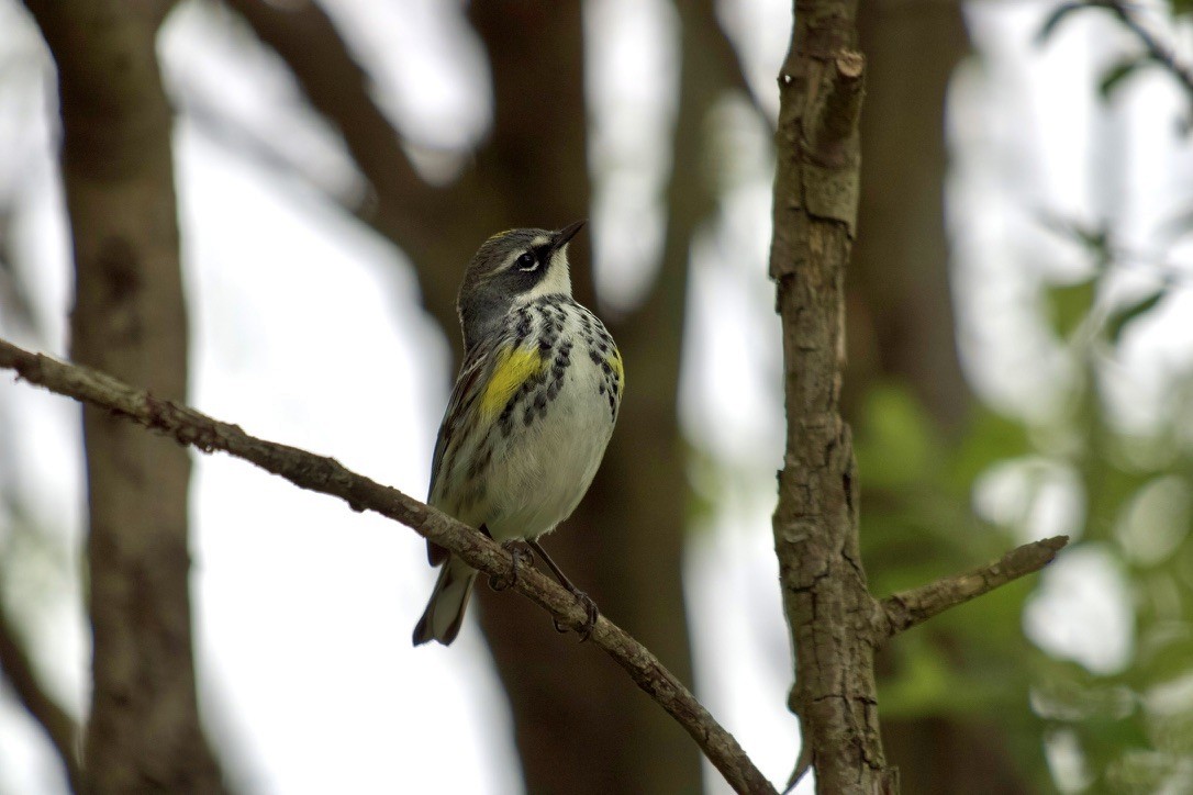 Yellow-rumped Warbler - ML643542282