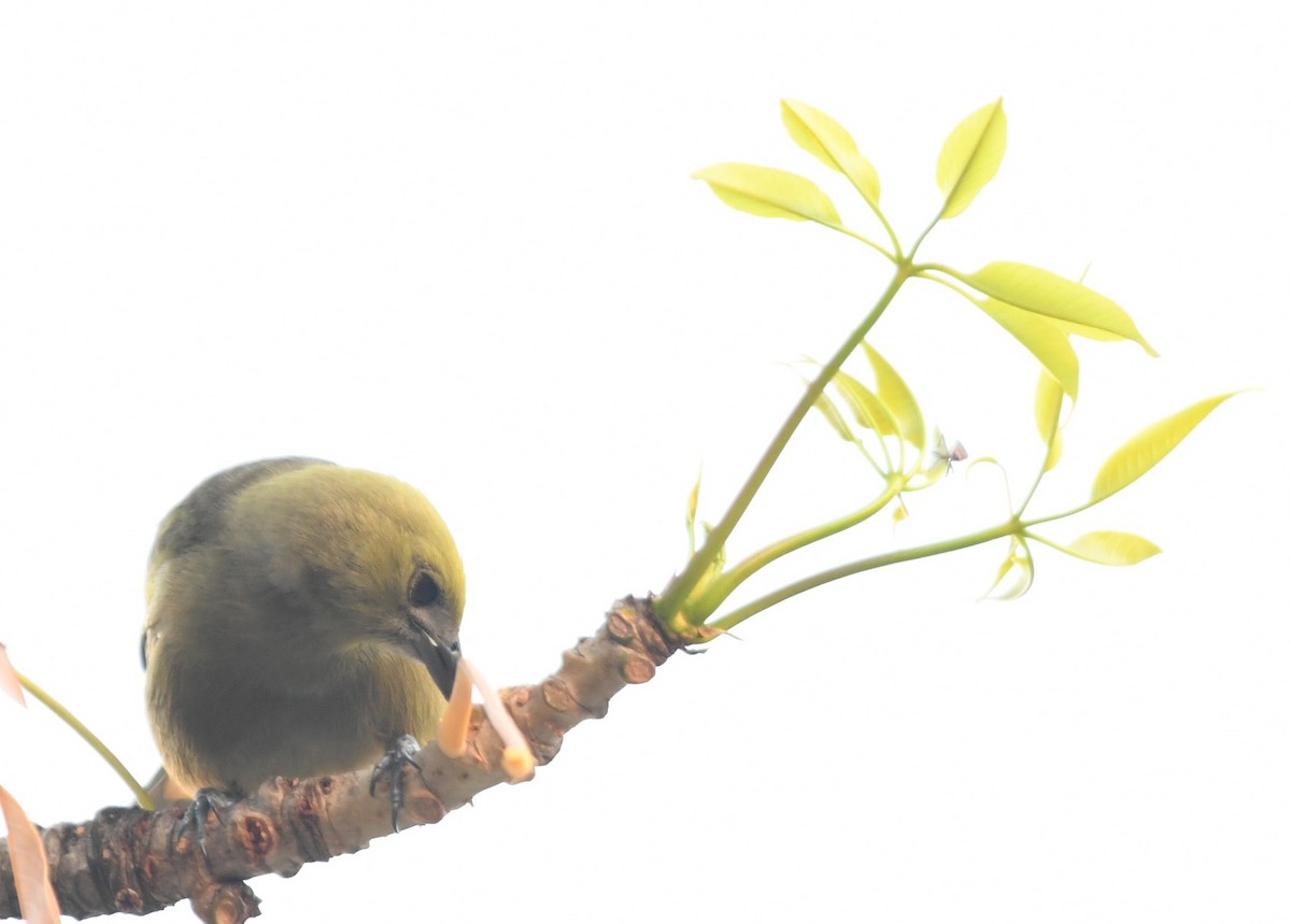 Palm Tanager - ML643542283