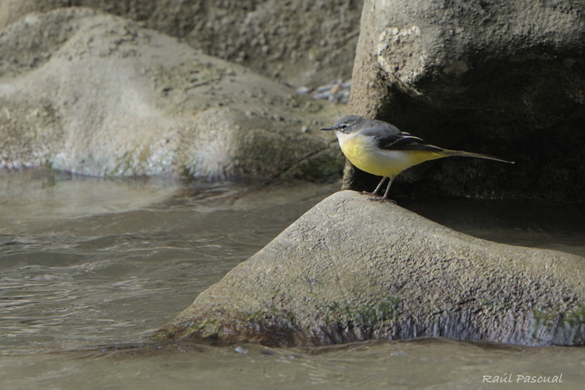 Gray Wagtail - ML643542288