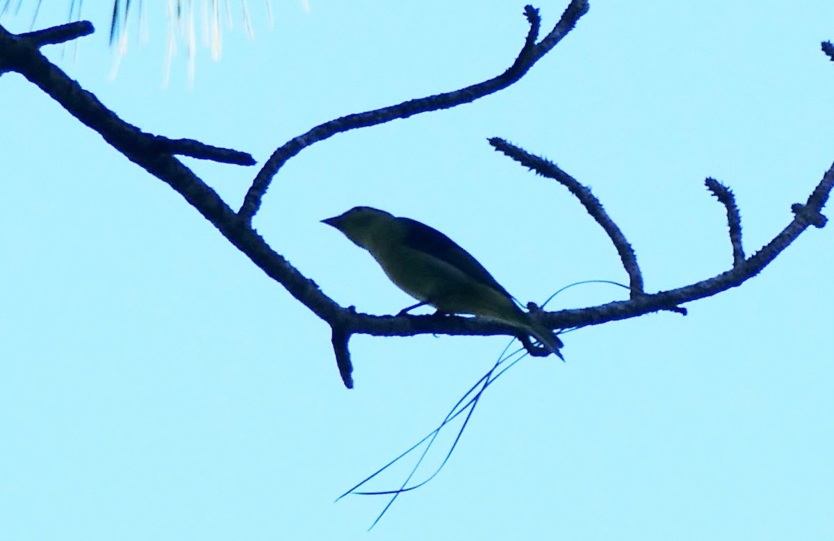 Piranga écarlate - ML643542295