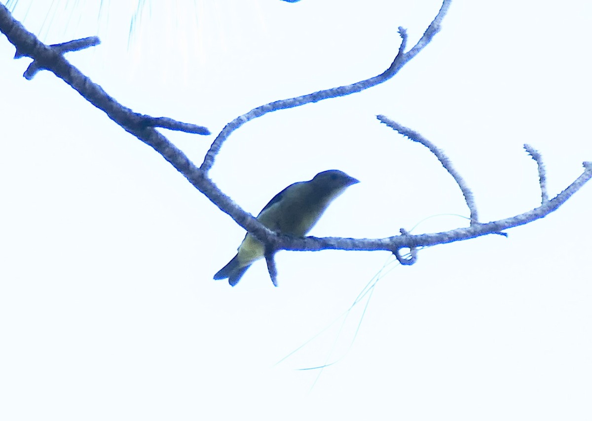 Piranga écarlate - ML643542296