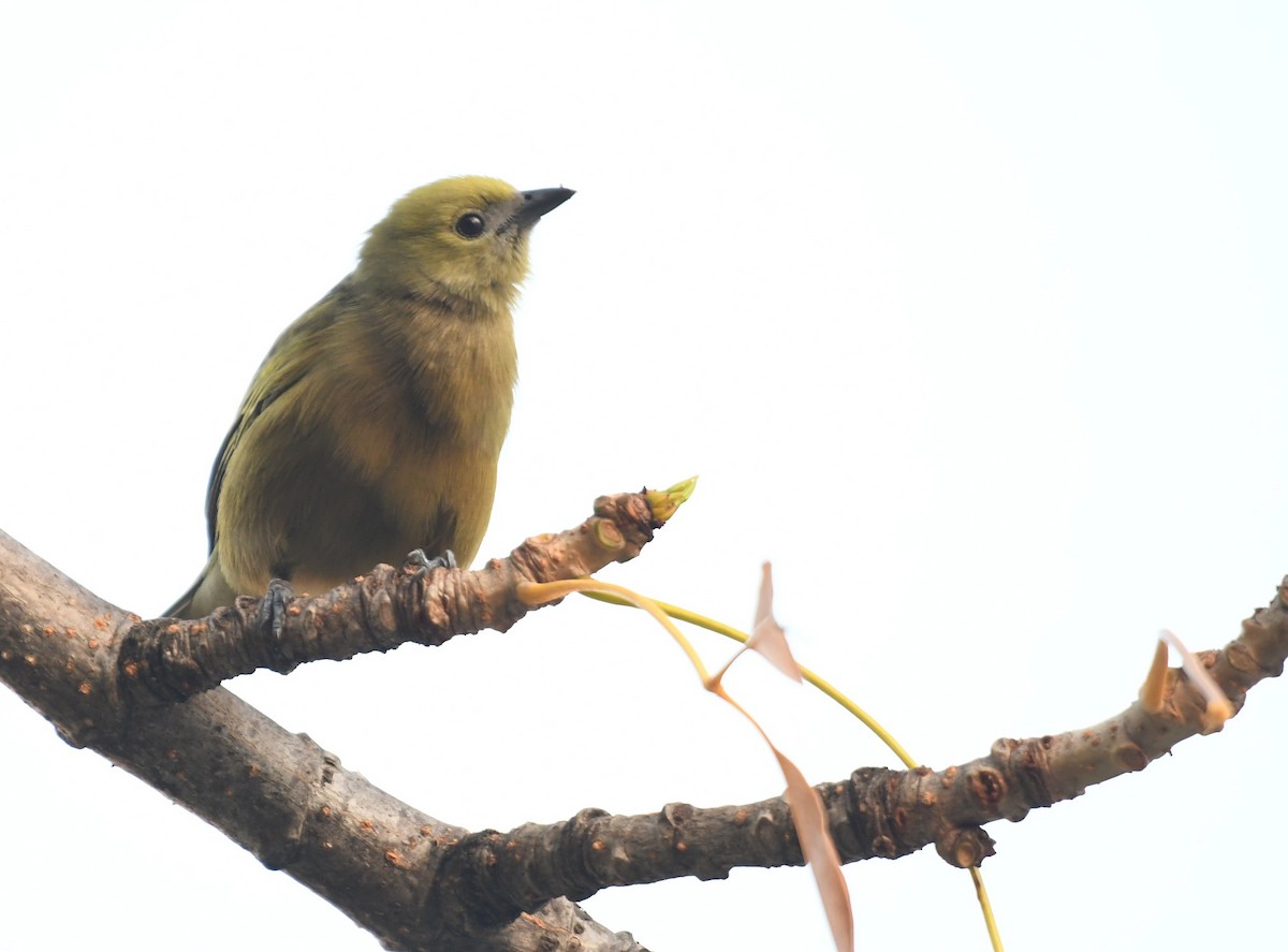 Palm Tanager - ML643542300