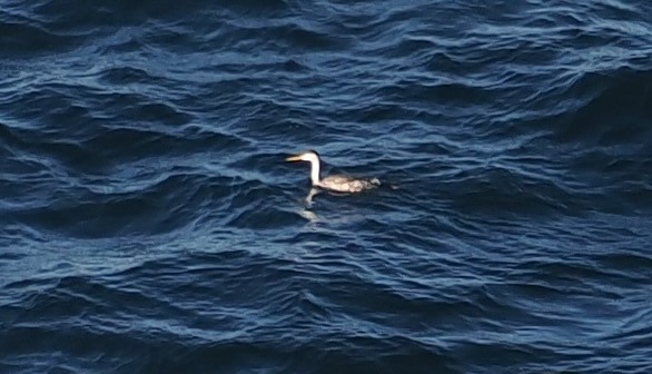 Clark's Grebe - ML643542304